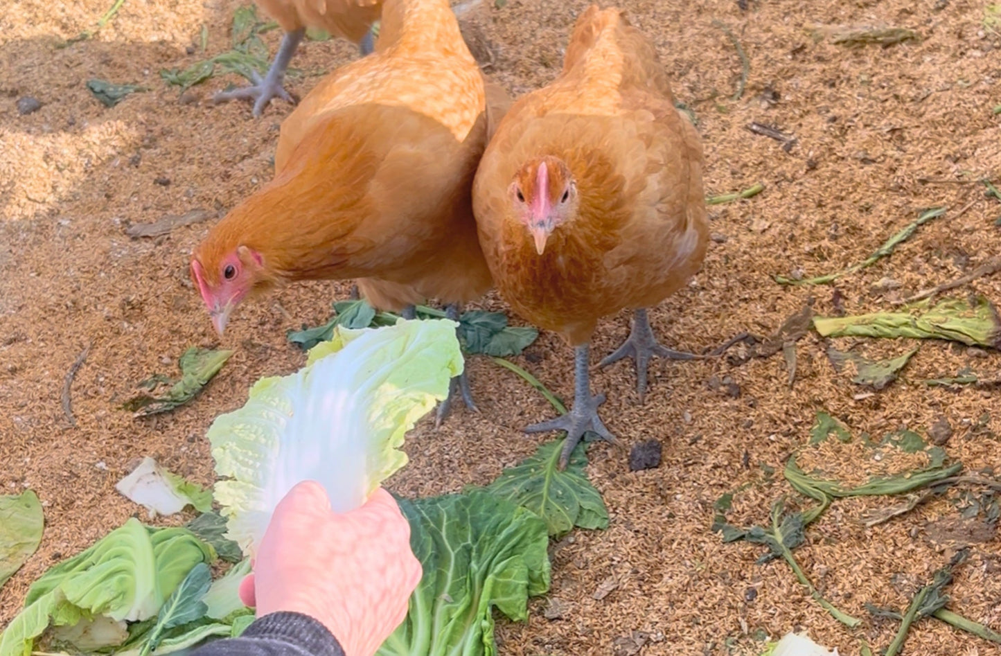 【まごころ卵10個入り】名古屋コーチン 平飼い卵|濃厚で美味しい産地直送の新鮮たまご - 平飼い卵専門店 百華鶏