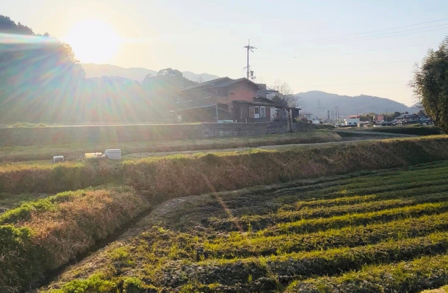 【まごころ卵10個入り】名古屋コーチン 平飼い卵|濃厚で美味しい産地直送の新鮮たまご - 平飼い卵専門店 百華鶏