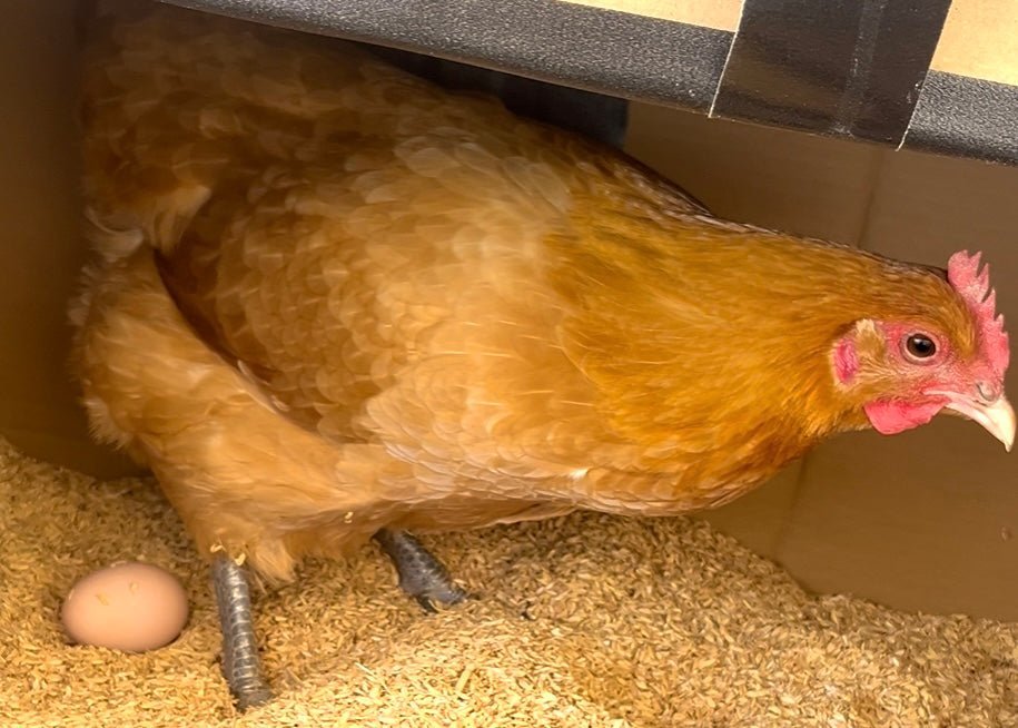 【まごころ卵10個入り】名古屋コーチン 平飼い卵｜濃厚で美味しい産地直送の新鮮たまご - 平飼い卵専門店 百華鶏