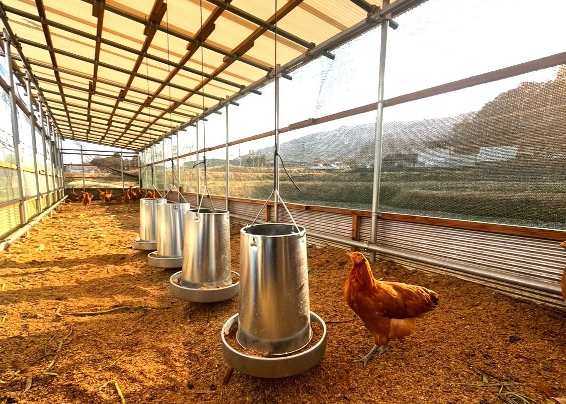 【まごころ卵10個入り】名古屋コーチン 平飼い卵｜濃厚で美味しい産地直送の新鮮たまご - 平飼い卵専門店 百華鶏