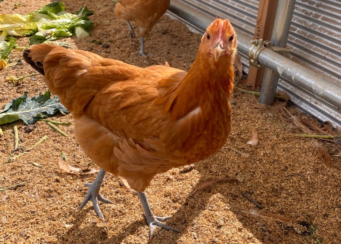 【まごころ卵10個入り】名古屋コーチン 平飼い卵｜濃厚で美味しい産地直送の新鮮たまご - 平飼い卵専門店 百華鶏