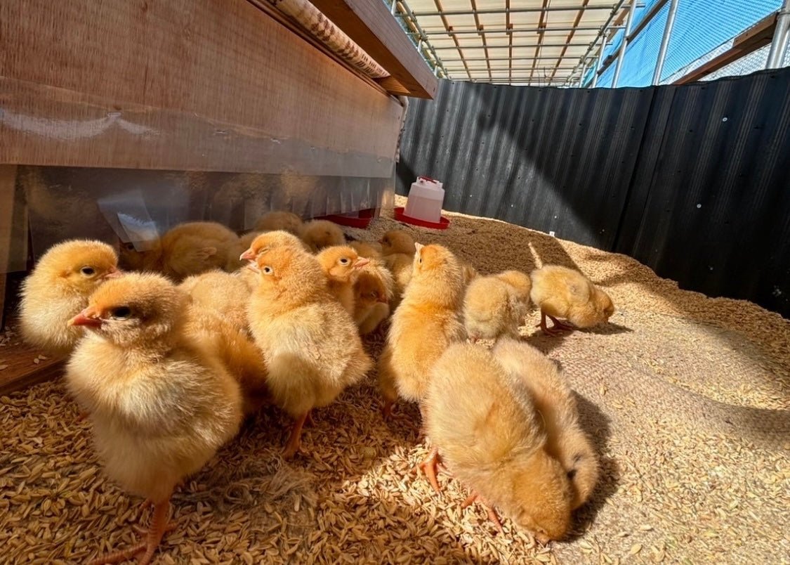 【まごころ卵10個入り】名古屋コーチン 平飼い卵｜濃厚で美味しい産地直送の新鮮たまご - 平飼い卵専門店 百華鶏