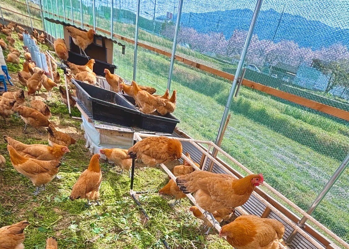 【まごころ卵10個入り】名古屋コーチン 平飼い卵｜濃厚で美味しい産地直送の新鮮たまご - 平飼い卵専門店 百華鶏
