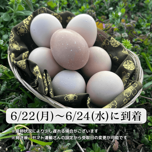 【まごころ卵｜6/22~6/24に到着】平飼い卵｜名古屋コーチン｜濃厚で美味しい産地直送の新鮮たまご - 平飼い卵専門店 百華鶏
