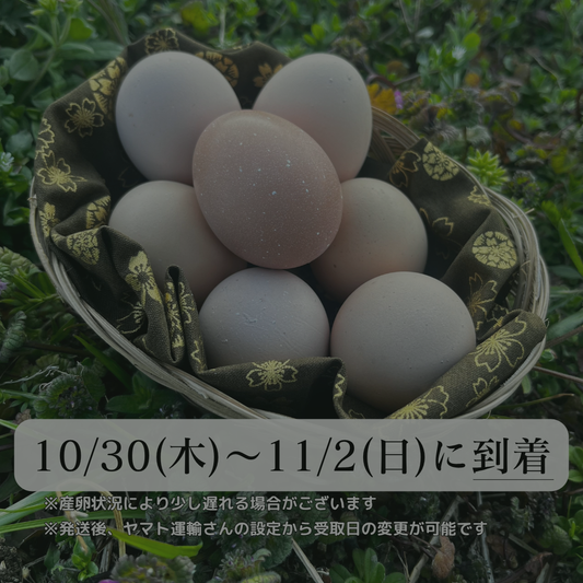 【まごころ卵｜10/30~11/2に到着】平飼い卵｜名古屋コーチン｜濃厚で美味しい産地直送の新鮮たまご