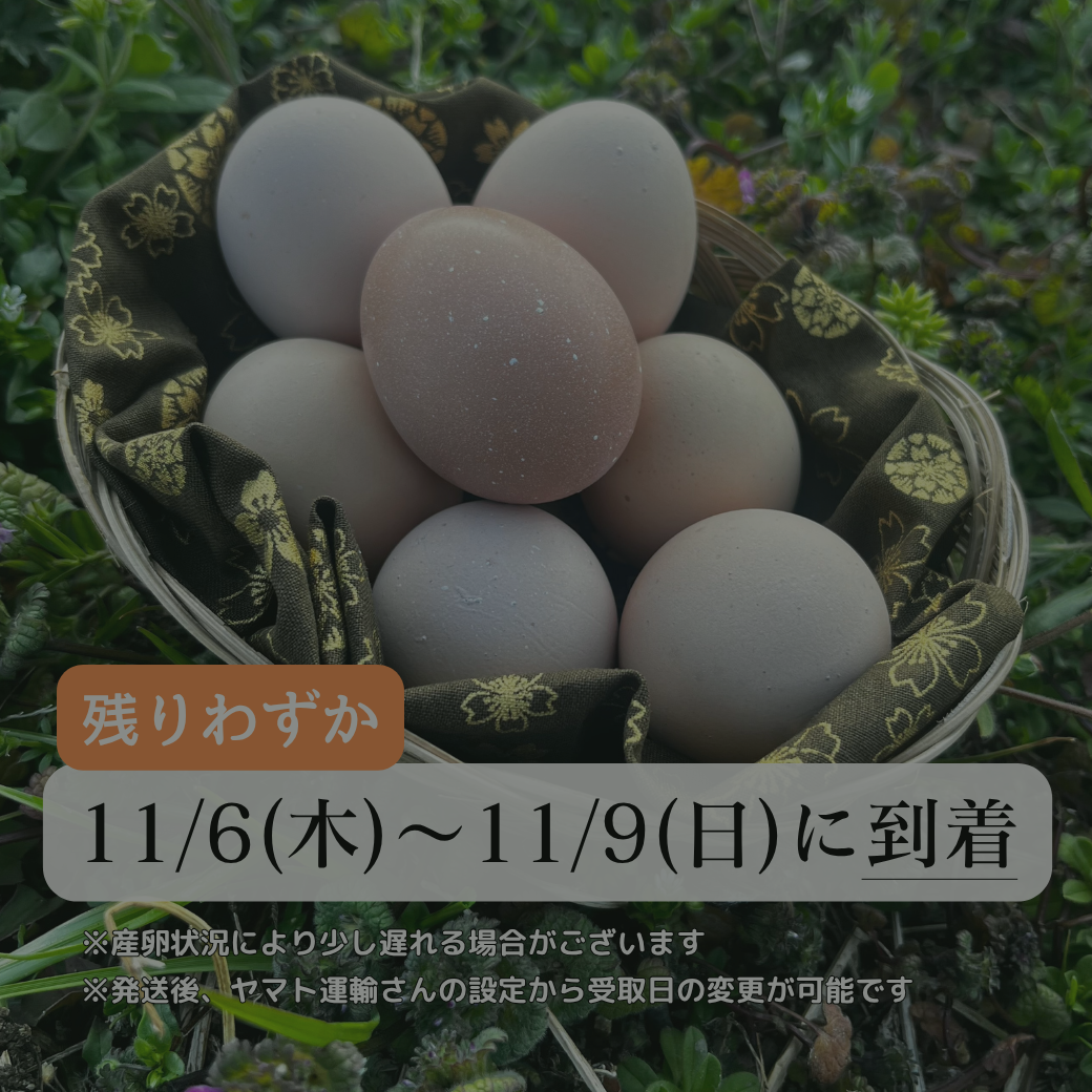 【まごころ卵｜11/6～11/9に到着】平飼い卵｜名古屋コーチン｜濃厚で美味しい産地直送の新鮮たまご