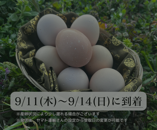 【まごころ卵｜9/11~9/14に到着】平飼い卵｜名古屋コーチン｜濃厚で美味しい産地直送の新鮮たまご